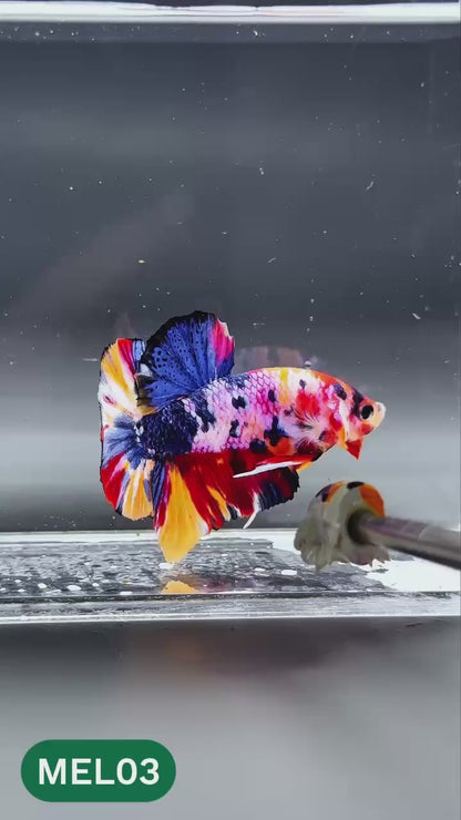 Multicolor Metallic Plakat Male Betta Fish | You Pick Fish | Exclusive Grade
