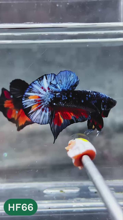 Dark Flame Hellfire Plakat Male Betta Fish | You Pick Fish | Exotic Betta