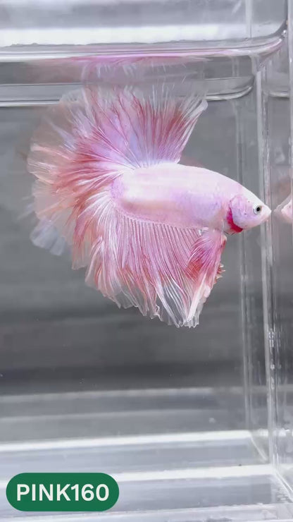 Pink Halfmoon Male Betta Fish | You Pick Fish | Order Directly From Farm