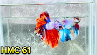 Multicolor Halfmoon Male Betta Fish | High Grade | Order Directly From Farm|  You Pick Fish |