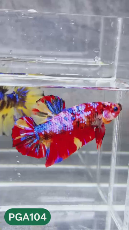 King Giant Plakat Male Betta Fish | You Pick Fish | High Grade