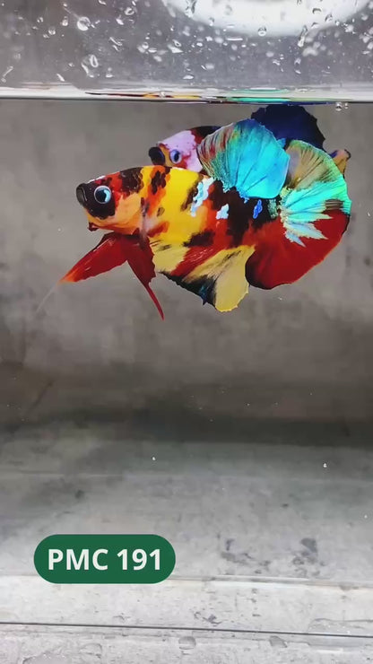 Multicolor Plakat Male Betta Fish |Show Grade|  You Pick Fish