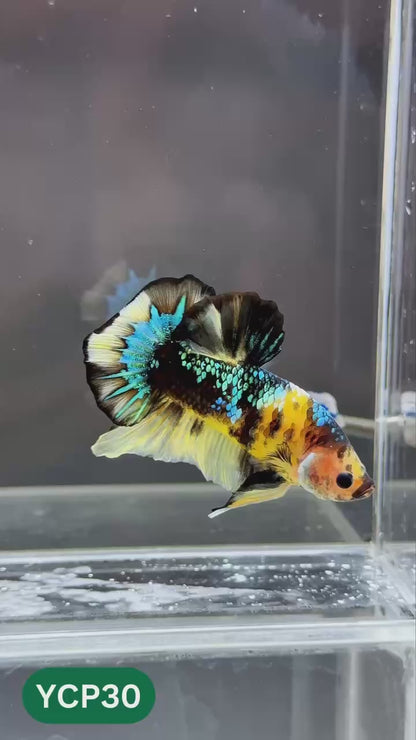 Koi Yellow Plakat Male Betta Fish | Show Grade | You Pick Fish