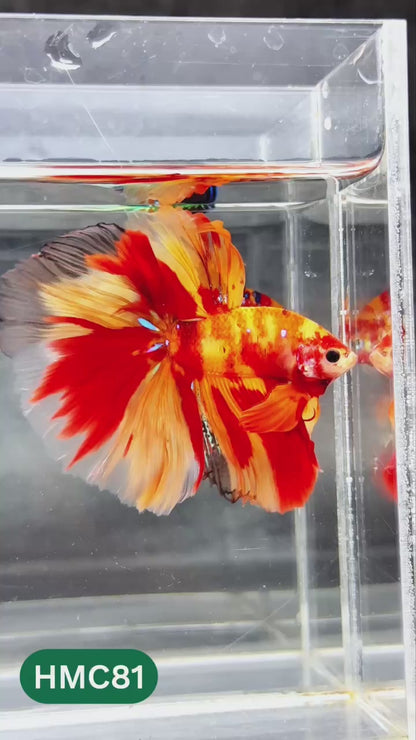 Nemo Halfmoon Male Betta Fish | Order Directly From Farm | You Pick Fish