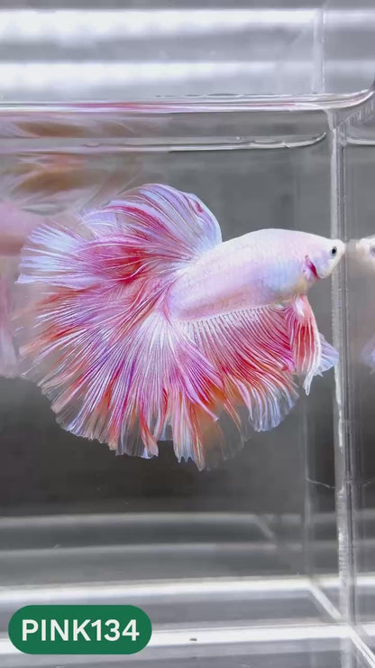 Pink Halfmoon Male Betta Fish | You Pick Fish | Order Directly From Farm
