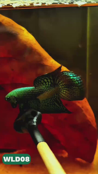 Wild Alien Male Betta Fish | You Pick Fish