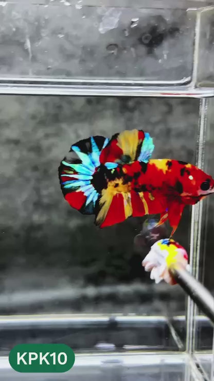 Multicolor Plakat Male Betta Fish |Show Grade|  You Pick Fish