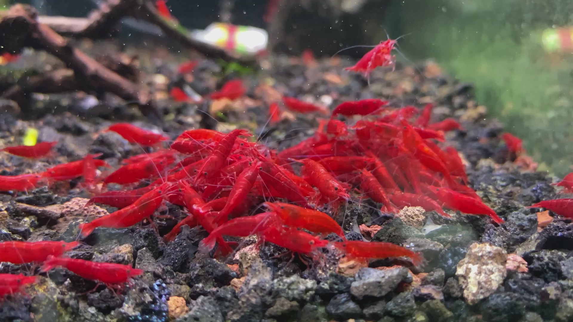 Red Cherry Neocaridina Freshwater Shrimp