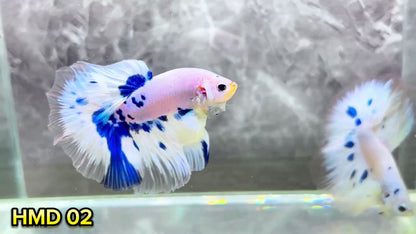 Blue Marble Dot Halfmoon Male Betta Fish | Order Directly From Farm | You Pick Fish