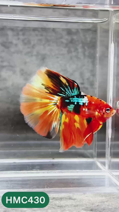 Multicolor Halfmoon Male Betta Fish | Order Directly From Farm | You Pick Fish