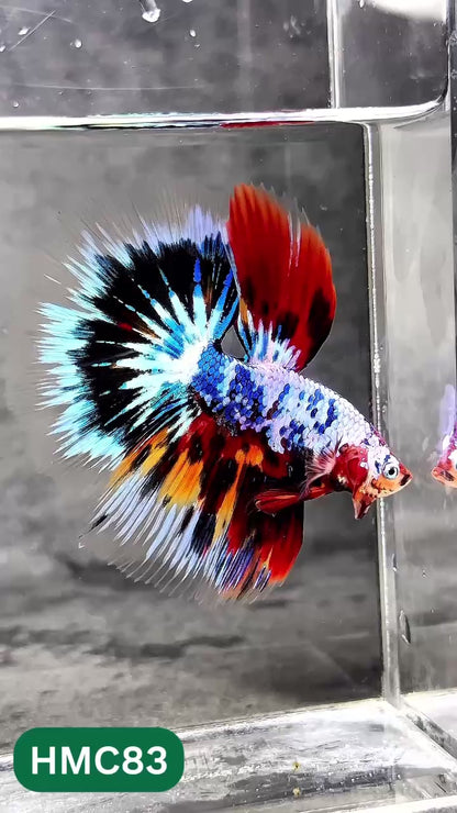Multicolor Halfmoon Male Betta Fish | Order Directly From Farm | You Pick Fish
