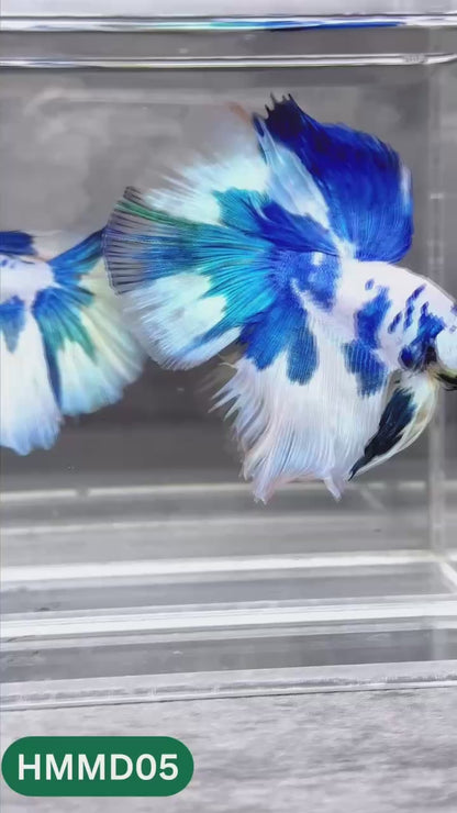 Blue Marble Dot Halfmoon Male Betta Fish | Order Directly From Farm | You Pick Fish