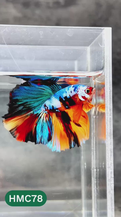 Nemo Halfmoon Male Betta Fish | Order Directly From Farm | You Pick Fish