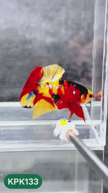 Multicolor Yellow Base Plakat Male Betta Fish | Order Directly From Farm |  You Pick Fish