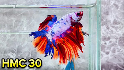 Multicolor Halfmoon Male Betta Fish | High Grade | Order Directly From Farm|  You Pick Fish |