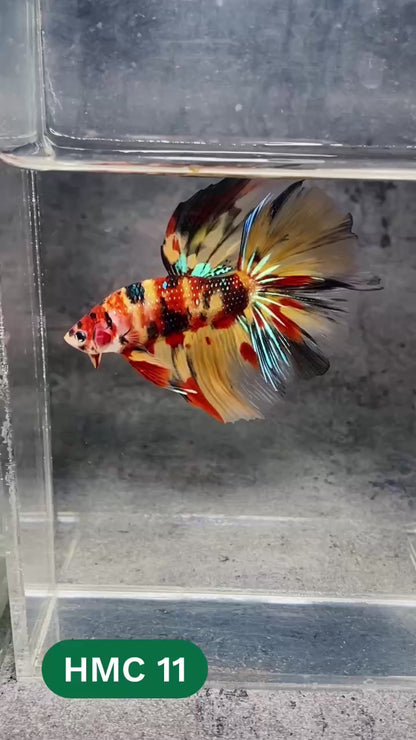 Multicolor Halfmoon Male Betta Fish | High Grade | Order Directly From Farm |  You Pick Fish |