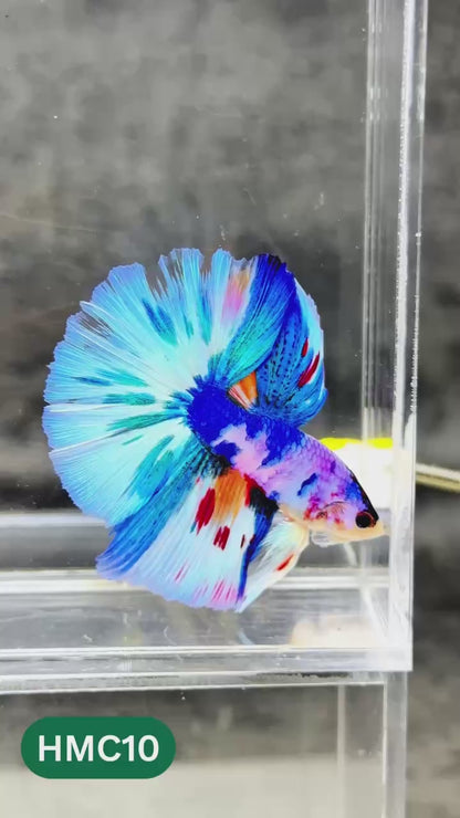 Multicolor Halfmoon Male Betta Fish | High Grade | Order Directly From Farm |  You Pick Fish |