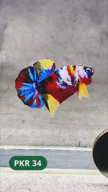 Multicolor Yellow Base Plakat Male Betta Fish | Order Directly From Farm |  You Pick Fish