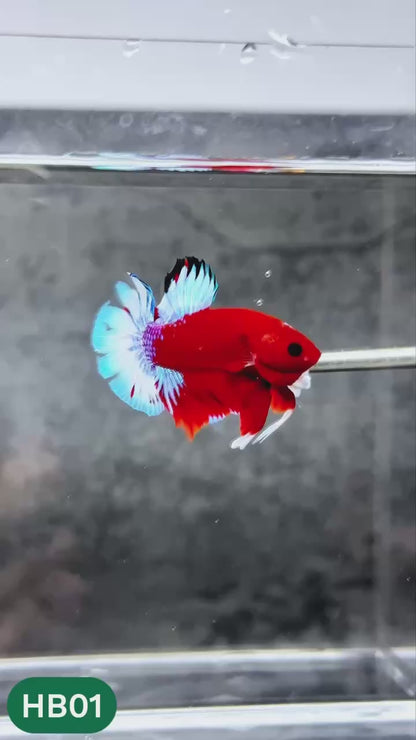 Hellboy Plakat Male Betta Fish | Order Directly From Farm | You Pick Fish