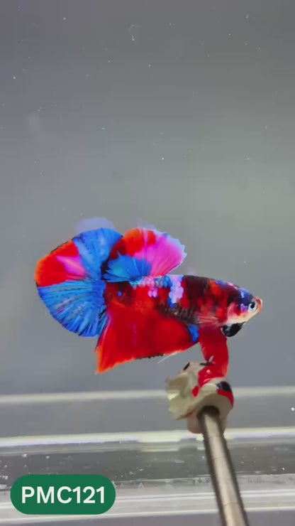 Multicolor Plakat Male Betta Fish |Show Grade|  You Pick Fish