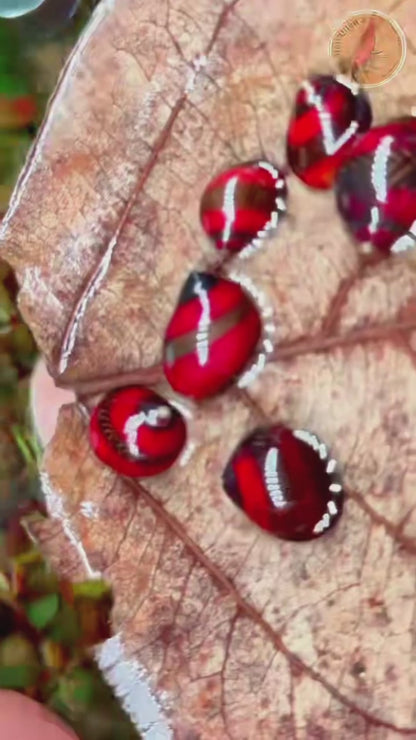 Red Racer Nerite Snail | Striking Red Shell Pattern