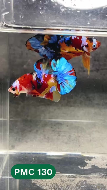 Multicolor Plakat Male Betta Fish |Show Grade|  You Pick Fish