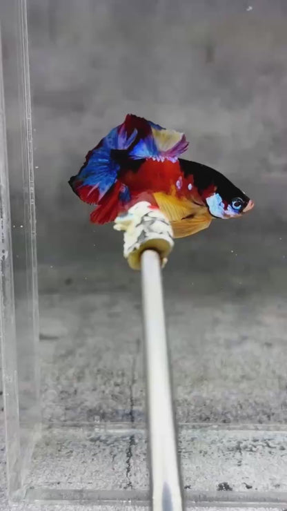 Multicolor Plakat Male Betta Fish |Show Grade|  You Pick Fish