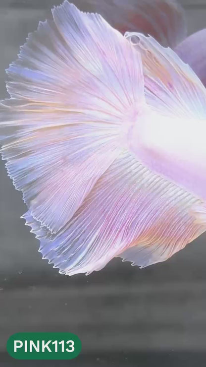 Pink Halfmoon Male Betta Fish | You Pick Fish | Order Directly From Farm