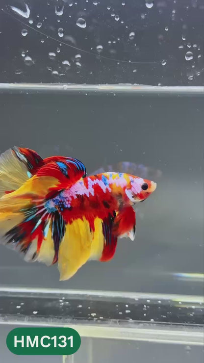 Multicolor Halfmoon Male Betta Fish | Order Directly From Farm | You Pick Fish