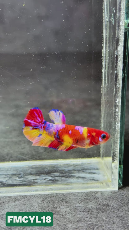 Multicolor Yellow Base Female Betta Fish | You Pick Fish  | High Grade