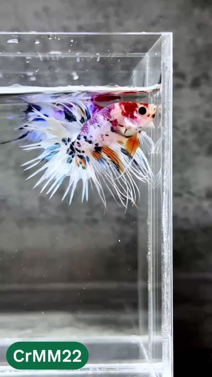 Crowntail Multicolor Male Betta Fish | High Grade | You Pick Fish |