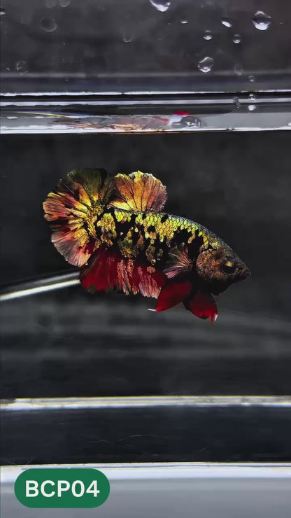 Black Panther Plakat Male Betta Fish | You Pick Fish | Rare Betta