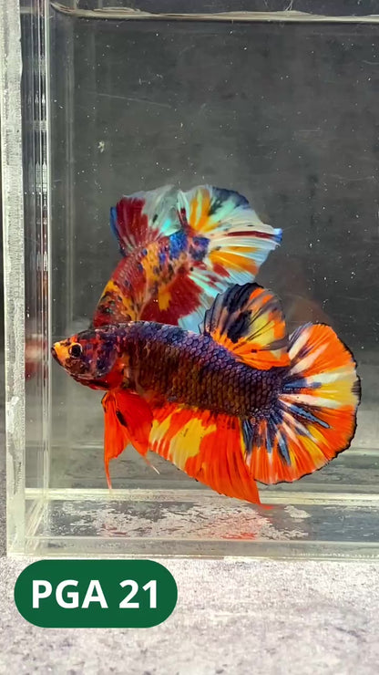 King Giant Plakat Male Betta Fish | You Pick Fish | High Grade