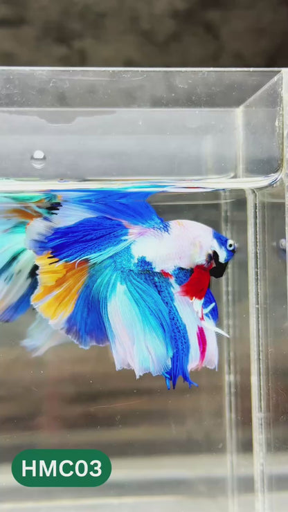 Nemo Halfmoon Male Betta Fish | Order Directly From Farm | You Pick Fish