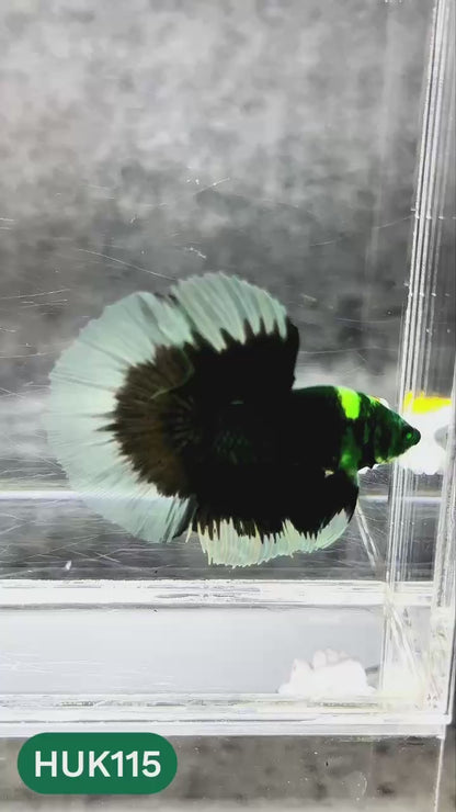 Black Hulk Halfmoon Male Betta Fish | You Pick Fish