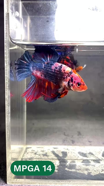King Giant Plakat Male Betta Fish | You Pick Fish | High Grade