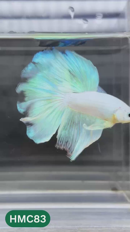 Multicolor Halfmoon Male Betta Fish | Order Directly From Farm | You Pick Fish