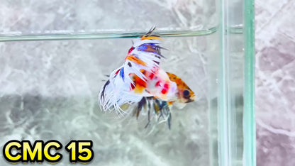 Crowntail Multicolor Male Betta Fish | High Grade | You Pick Fish |