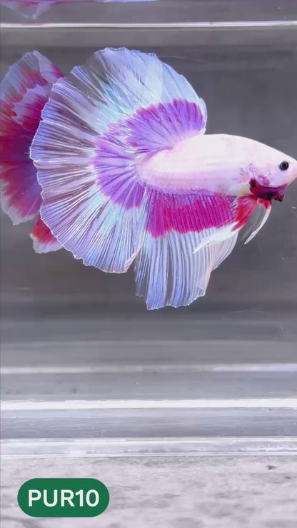 Purple Halfmoon Male Betta Fish | You Pick Fish | Order Directly From Farm