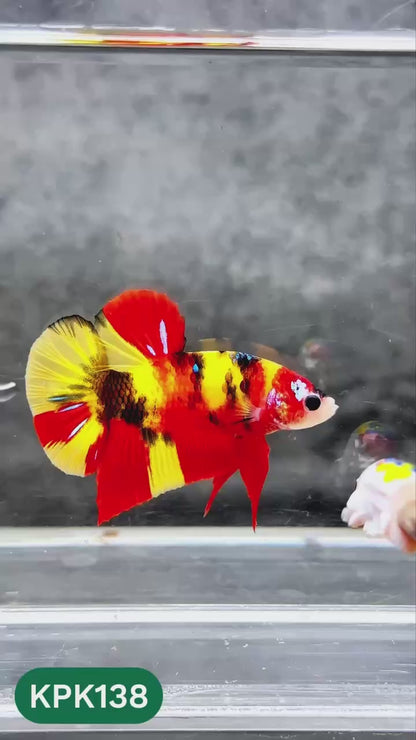 Multicolor Yellow Base Plakat Male Betta Fish | Order Directly From Farm |  You Pick Fish