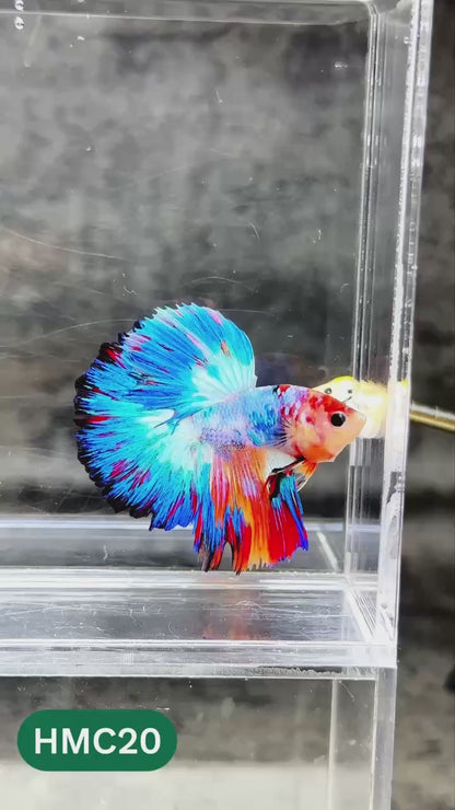Multicolor Halfmoon Male Betta Fish | High Grade | Order Directly From Farm |  You Pick Fish |