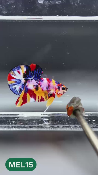 Multicolor Metallic Plakat Male Betta Fish | You Pick Fish | Exclusive Grade