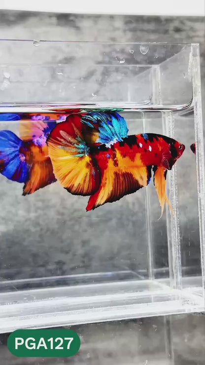 King Giant Plakat Male Betta Fish | You Pick Fish | High Grade