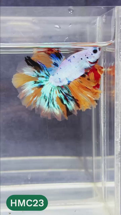 Multicolor Halfmoon Male Betta Fish | Order Directly From Farm | You Pick Fish
