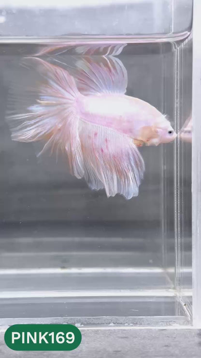Pink Halfmoon Male Betta Fish | You Pick Fish | Order Directly From Farm