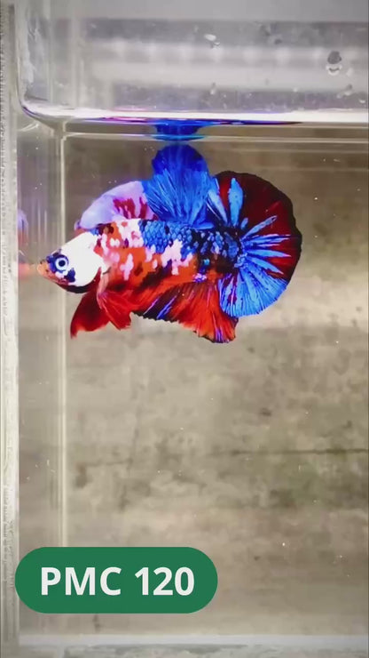 Multicolor Plakat Male Betta Fish |Show Grade|  You Pick Fish