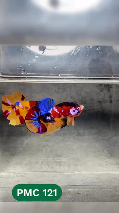 Multicolor Plakat Male Betta Fish |Show Grade|  You Pick Fish