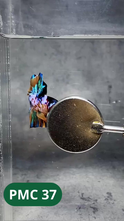 Multicolor Plakat Male Betta Fish |Show Grade|  You Pick Fish