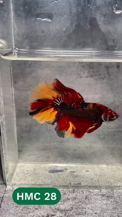 Multicolor Halfmoon Male Betta Fish | High Grade | Order Directly From Farm |  You Pick Fish |