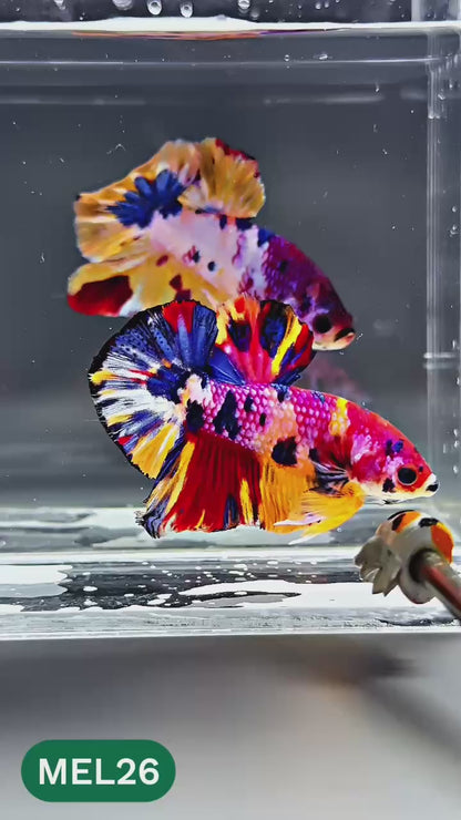 Multicolor Metallic Plakat Male Betta Fish | You Pick Fish | Exclusive Grade